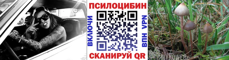 blacksprut tor  Новое Девяткино  Псилоцибиновые грибы мицелий 